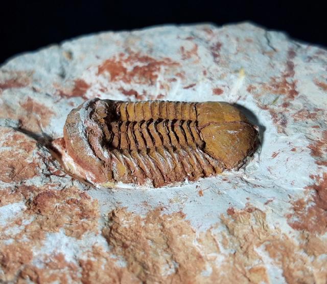 Ductina vietnamica (MAKSIMOVA 1965) - Bild © FossNet FossilienStore